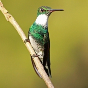 Photo de Colibri