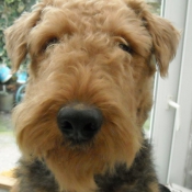 Photo d'Airedale terrier