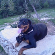 Photo de Rottweiler