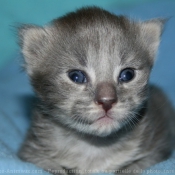 Photo de Maine coon