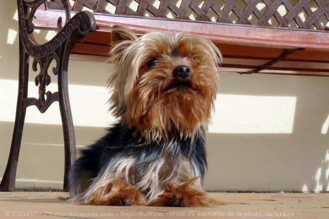 Photo de Yorkshire terrier