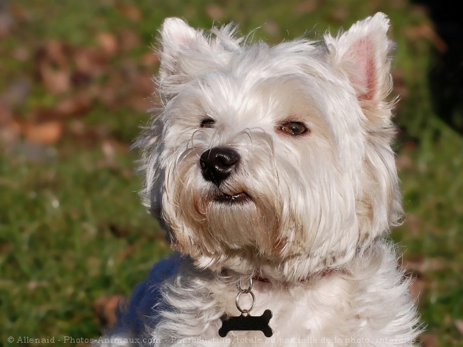 Photo de West highland white terrier