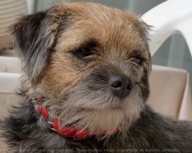 Photo de Border terrier