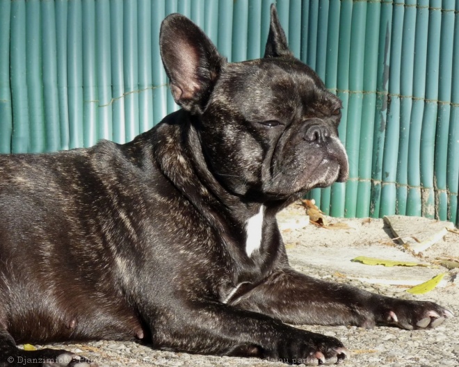 Photo de Bouledogue franais