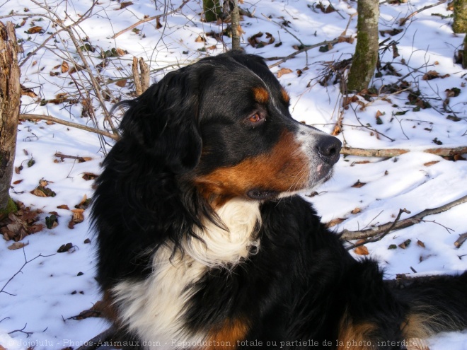 Photo de Bouvier bernois