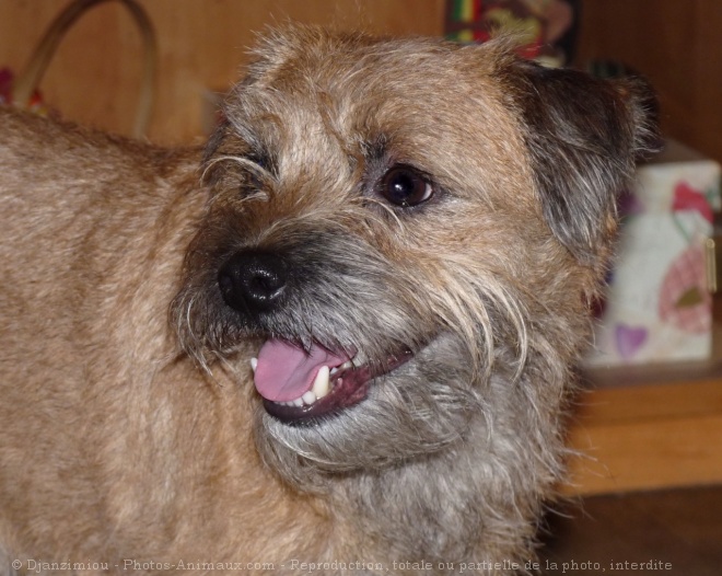 Photo de Border terrier