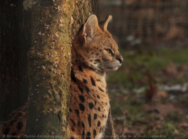 Photo de Serval