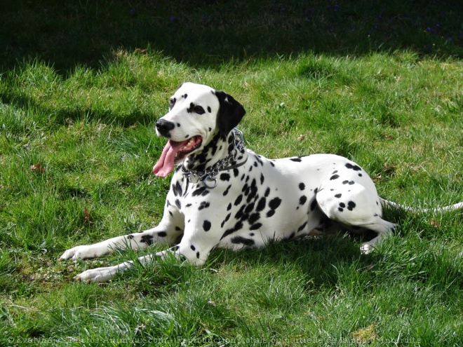 Photo de Dalmatien