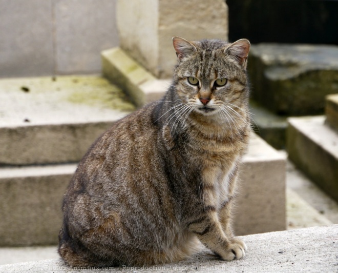 Photo de Chat domestique