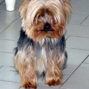 Photo de Yorkshire terrier