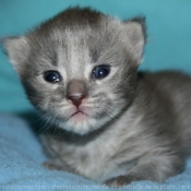 Photo de Maine coon