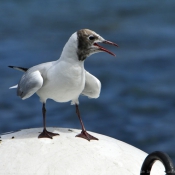 Photo de Mouette