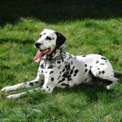 Photo de Dalmatien