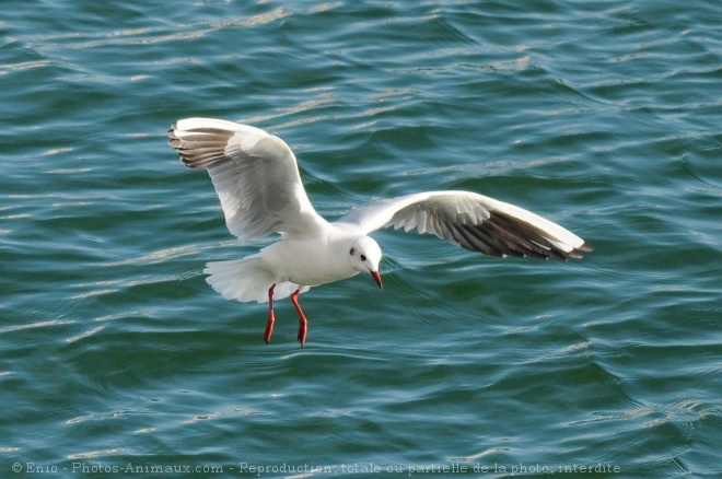 Photo de Mouette