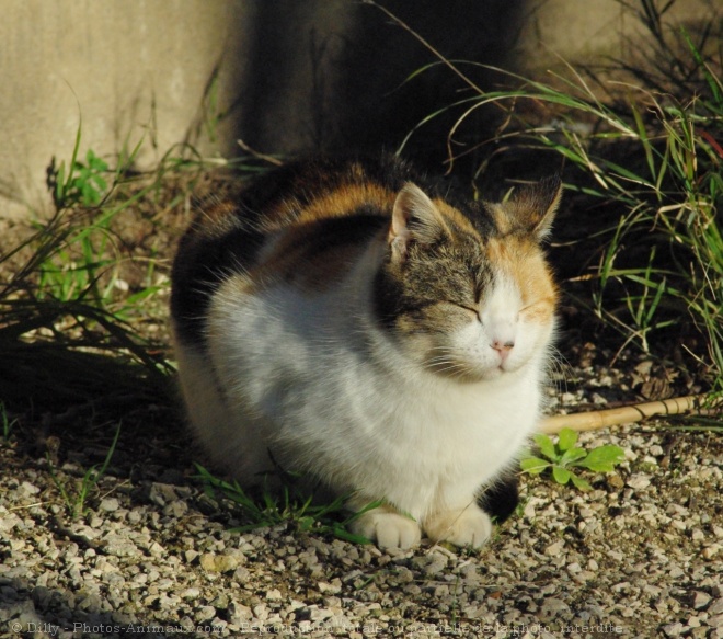 Photo de Chat domestique