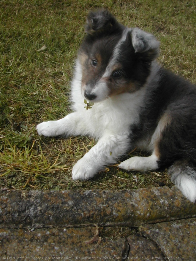 Photo de Chien de berger des shetland