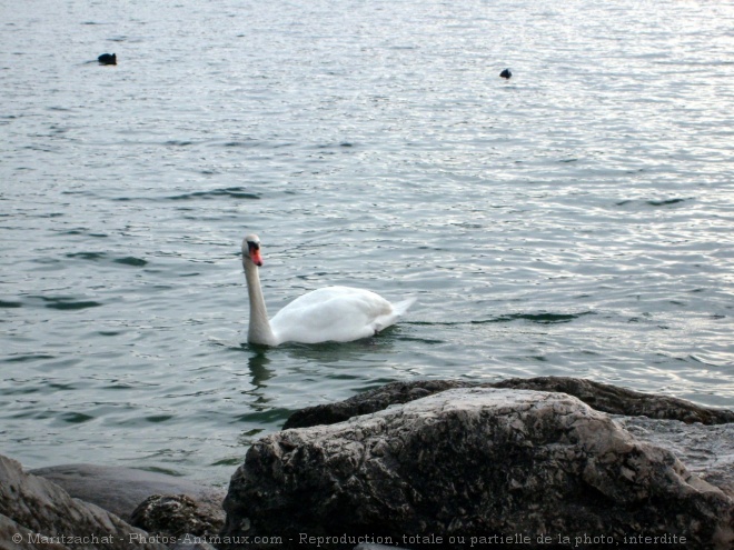 Photo de Cygne