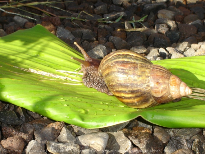 Photo d'Escargot