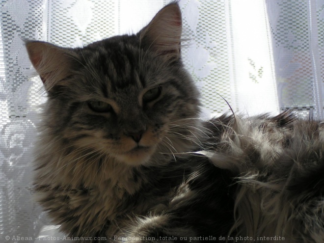 Photo de Maine coon