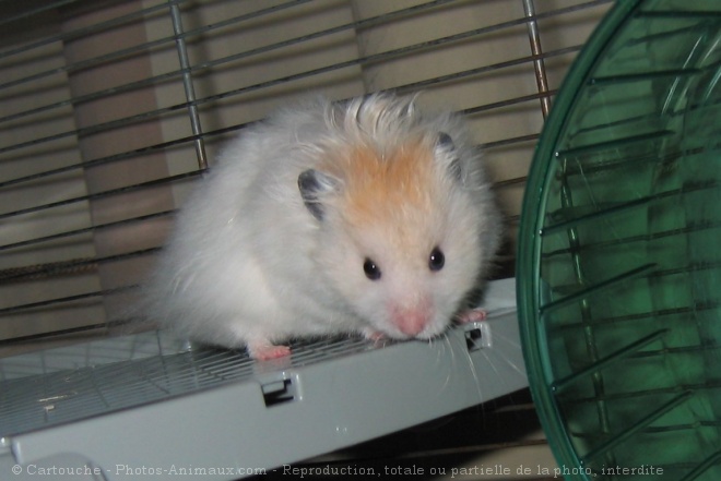 Photo de Hamster