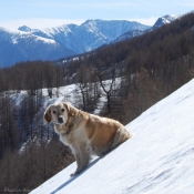 Photo de Golden retriever