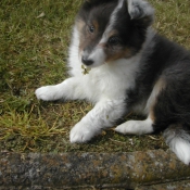 Photo de Chien de berger des shetland