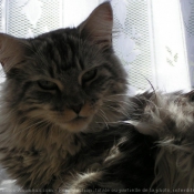 Photo de Maine coon