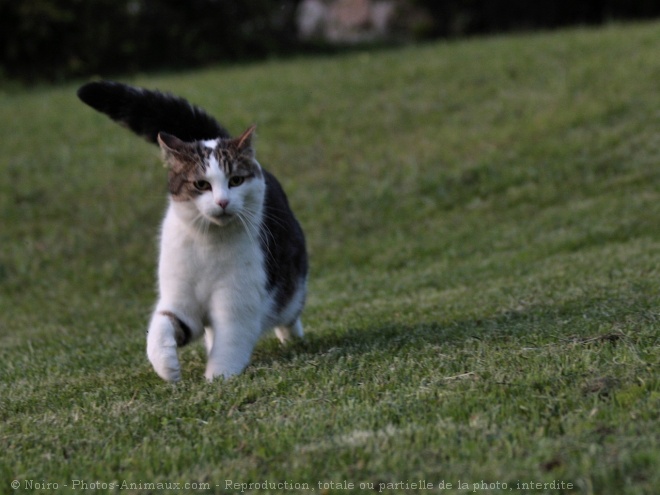 Photo de Chat domestique