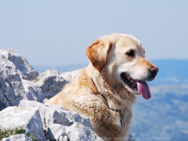 Photo de Golden retriever