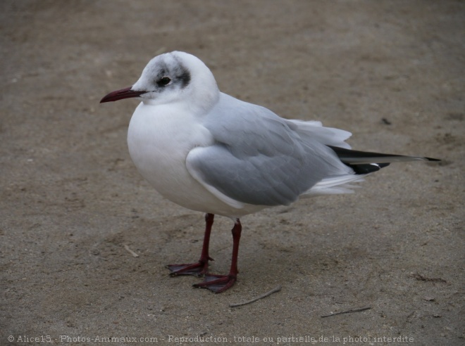 Photo de Mouette