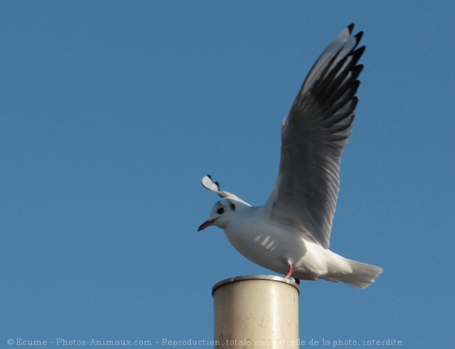 Photo de Mouette