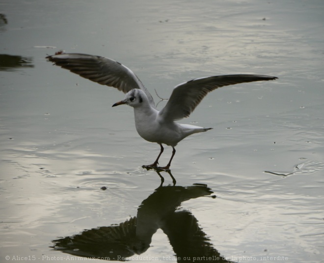 Photo de Mouette