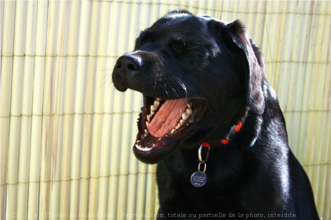 Photo de Labrador retriever