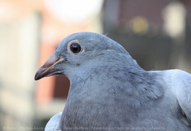 Photo de Pigeon