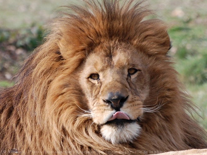 Photo de Lion