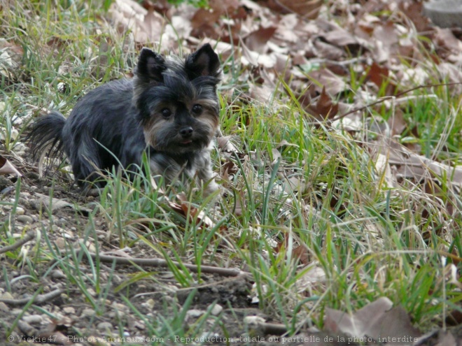 Photo de Yorkshire terrier