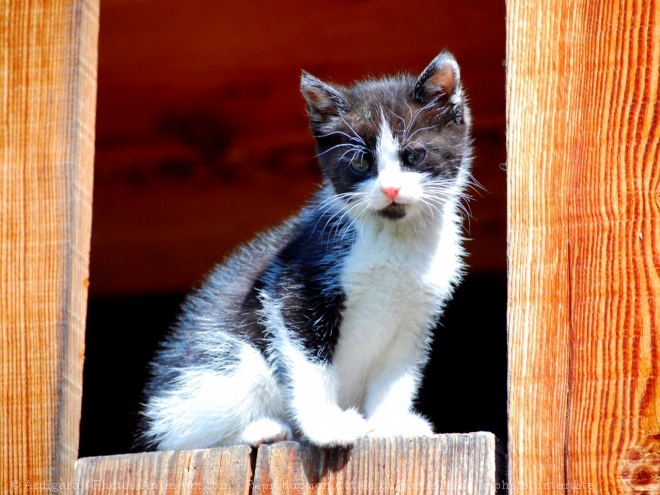 Photo de Chat domestique