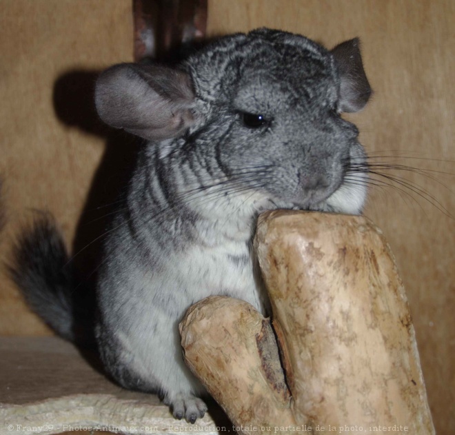 Photo de Chinchilla