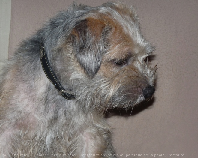 Photo de Border terrier