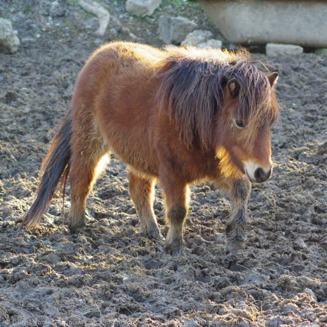 Photo de Shetland