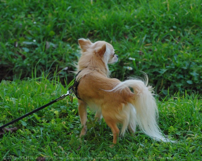 Photo de Chihuahua  poil long