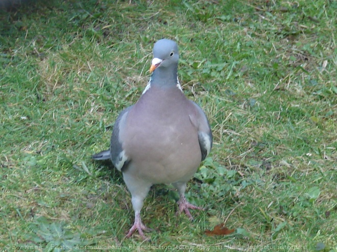 Photo de Pigeon