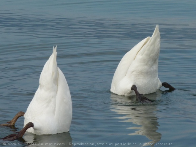 Photo de Cygne