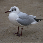 Photo de Mouette