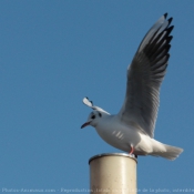 Photo de Mouette