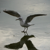 Photo de Mouette