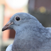 Photo de Pigeon