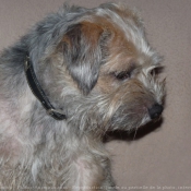 Photo de Border terrier