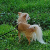 Photo de Chihuahua  poil long