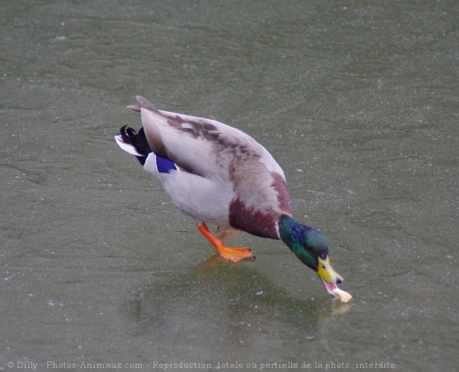 Photo de Canard colvert